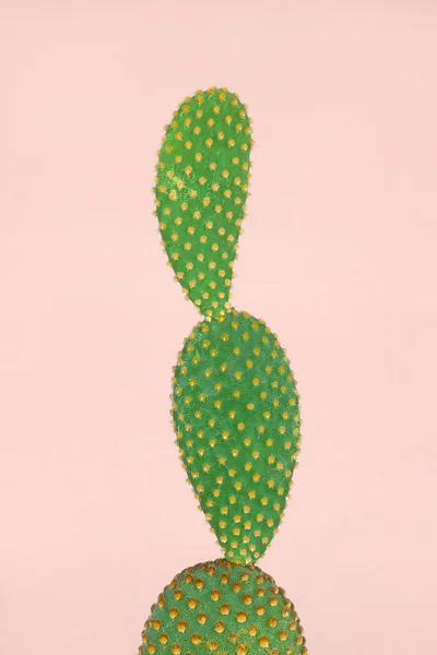 Sarı benekli yeşil kaktüs. Pastel pembe sırt desenli.
