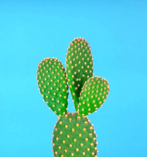 Zielony kaktus z żółtą kropką wzór na jasnoniebieskim backgr — Zdjęcie stockowe