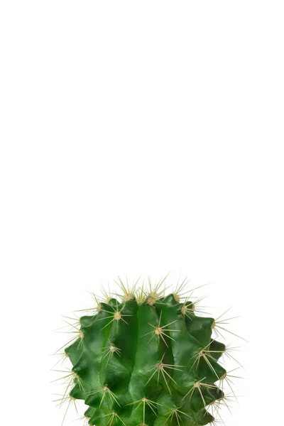 Grüner Kaktus auf klarem weißem Hintergrund — Stockfoto