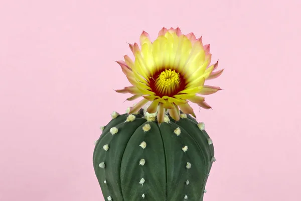 Sarı kaktüs çiçeği pastel pembe kağıt arka planda çiçek açıyor.