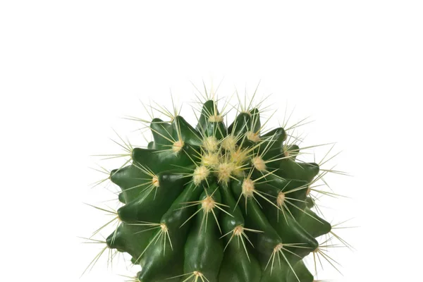 Groene cactus op een heldere witte achtergrond — Stockfoto