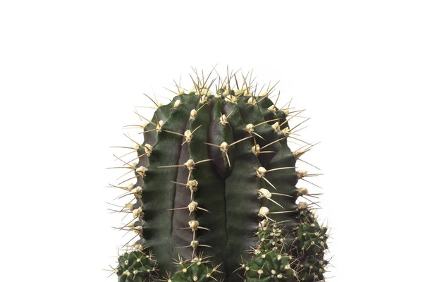 Green cactus on clear white background — Stock Photo, Image