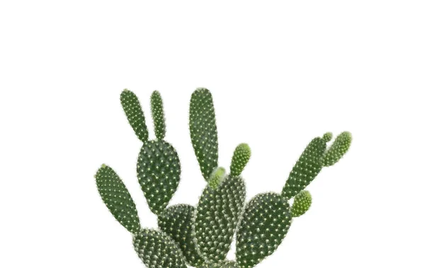 Grön kanin öra kaktus på klar vit bakgrund — Stockfoto