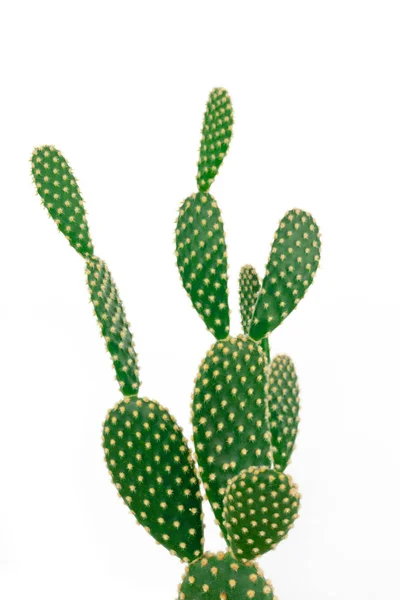 Cactus d'oreille de lapin vert sur fond blanc clair — Photo