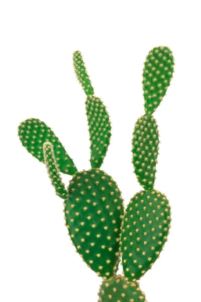 Cactus d'oreille de lapin vert sur fond blanc clair — Photo