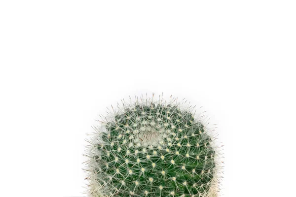 Cactus verde sobre fondo blanco claro — Foto de Stock