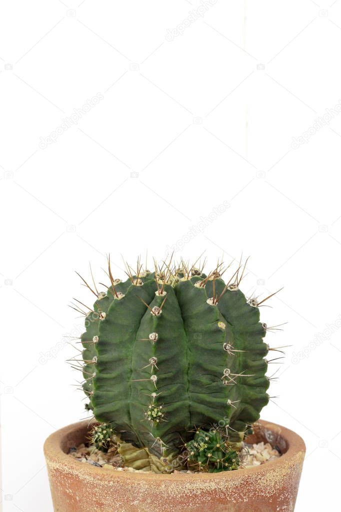 Green cactus on clear white background