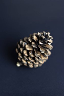 Brown pine cone on dark blue paper background