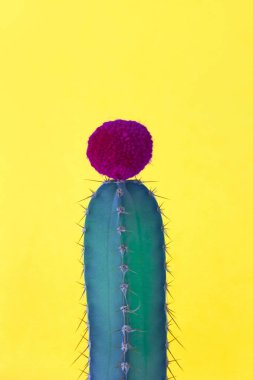 Turquoise green cactus with yellow background clipart