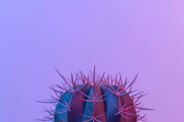 Pastel neon ve pembe renkli kaktüs boyası.