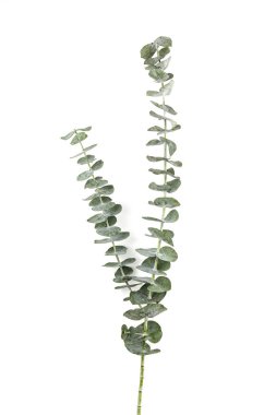 Eucalyptus Silver Dollar plant leaves on white paper background clipart