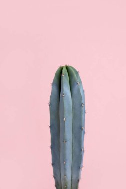 Turquoise blue green cactus on pastel pink background