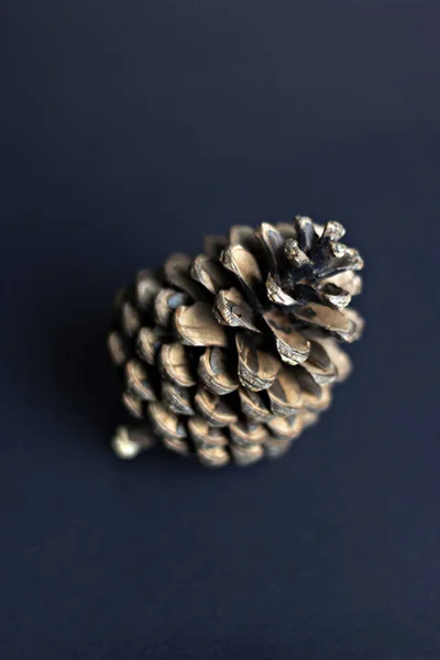 Brown pine cone on dark blue paper background — Stockfoto