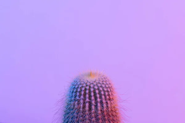 Пастельный неоновый голубой и розовый свет на кактусах — стоковое фото