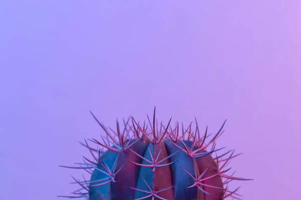 Pastel de neón azul y rosa pintura clara en cactus —  Fotos de Stock