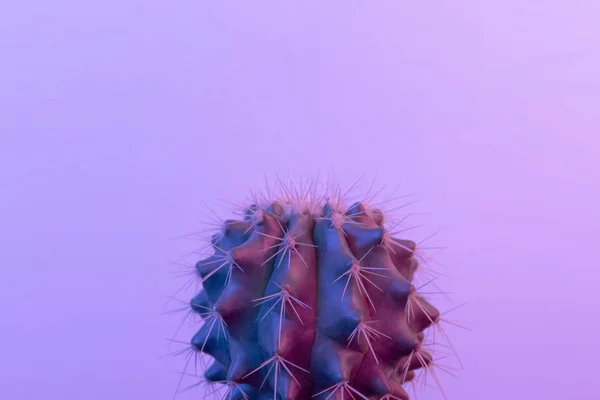 Pastel neon μπλε και ροζ ανοιχτό χρώμα σε κάκτο — Φωτογραφία Αρχείου