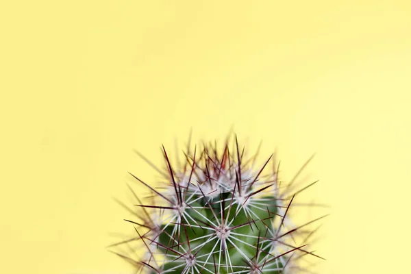 Green yellow cactus with red throws on pastel yellow background — 图库照片