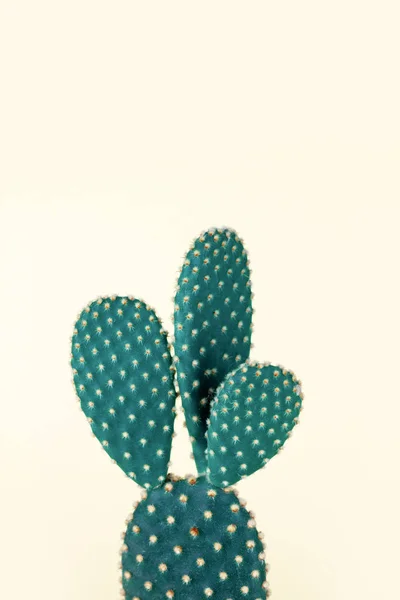 Полька крапка милий пастельний кактус — стокове фото