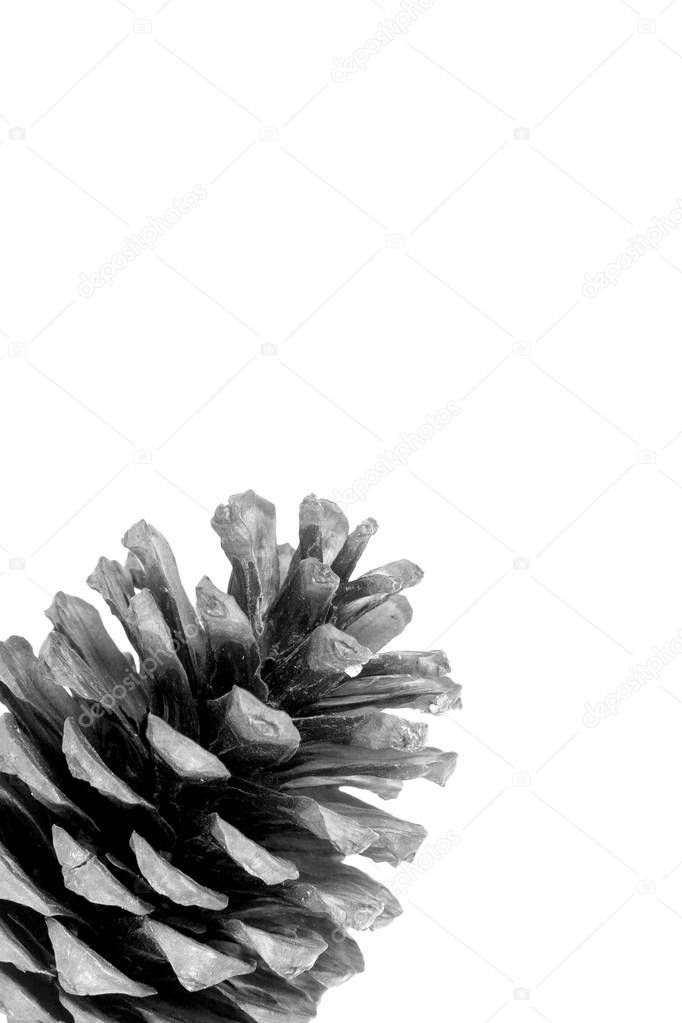 Black and white pine cone photography