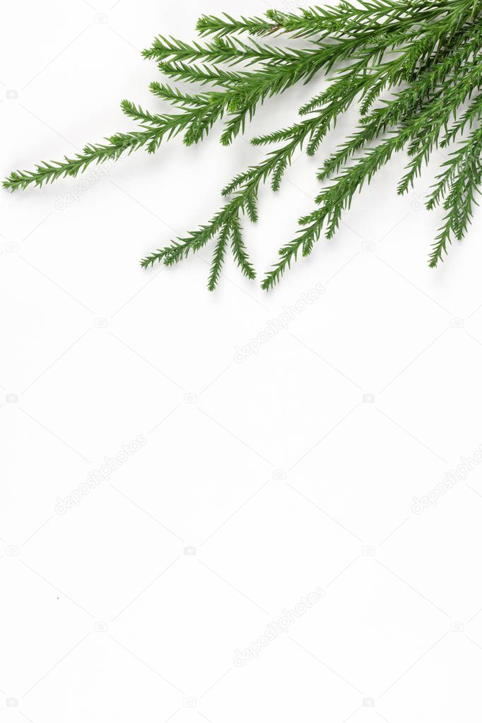 Green pine tree branches frame on white paper background