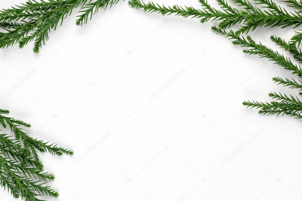 Green pine tree branches frame on white paper background