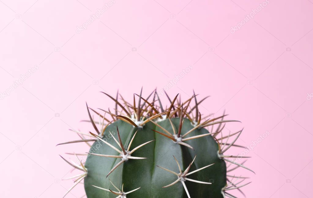 Green gymnocalycuim cactus on pastel pink background