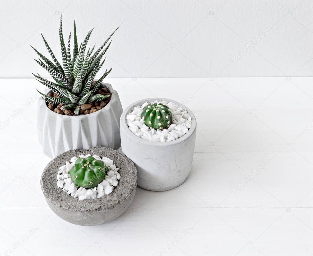 Minimal white theme small cute cactus and zebra prints haworthia in cement pots 