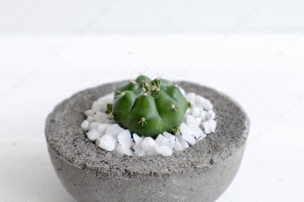 Minimal white theme small cute cactus in cement pots 