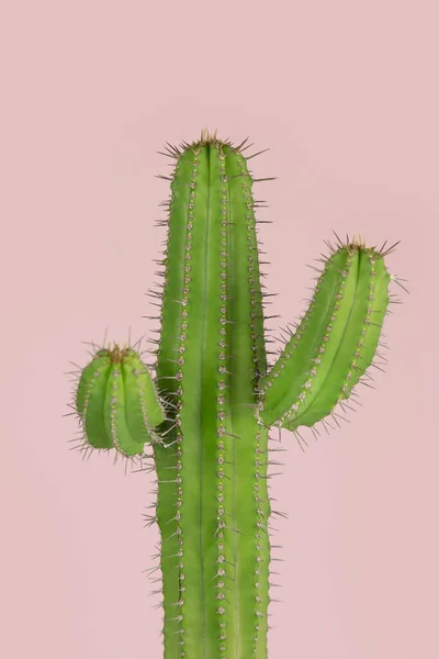 Minimal Grön Kaktus Krukväxt Pastell Rosa Bakgrund Fotografi — Stockfoto