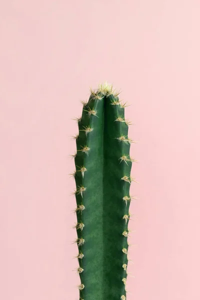 Minimal Grüne Kaktus Zimmerpflanze Auf Pastellrosa Hintergrund Fotografie — Stockfoto