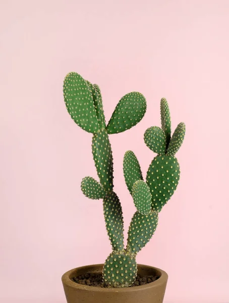 Cactus Verde Con Motivo Pois Giallo Pianta Appartamento Vaso Sfondo — Foto Stock