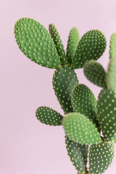 Cactus Verde Con Motivo Pois Giallo Sfondo Rosa Pastello Fotografia — Foto Stock