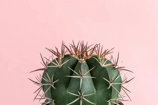 Minimal Verde Cactus Pianta Appartamento Sfondo Rosa Pastello Fotografia — Foto Stock
