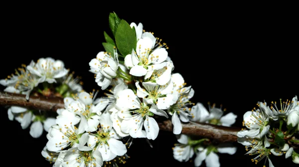 White Flowers Black Background White Plum Flowers Plum Blossom Spring — Stock Photo, Image