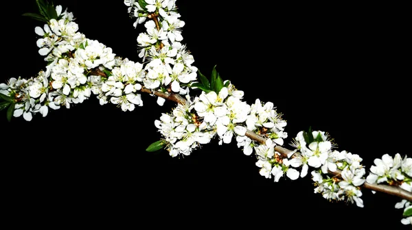 White flowers on a black background. White plum flowers. Plum blossom. Spring, night, flowers. Plum blossom.