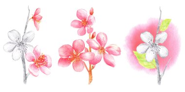 Pembe, siyah ve beyaz kiraz çiçekli klip sanatı ve beyaz arka planda yapraklar. Suluboya elle boyanmış..
