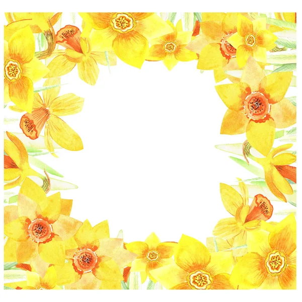 Žlutý Rámeček Narcisu Ručně Malované Květinové Zásoby Akvarel Ilustrace Izolované — Stock fotografie