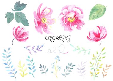 Düğün çiçekleri, pembe yabani güller, şakayıklar, yapraklar, çiçek unsurları. Suluboya elle boyanmış. .