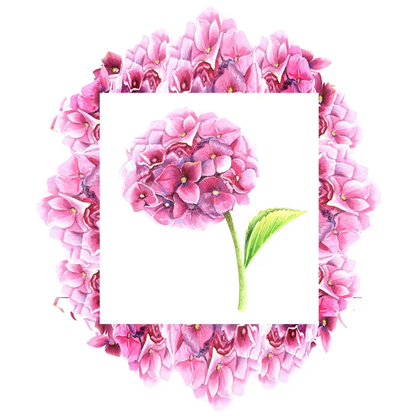 Hydrangea Ram Och Rosa Hortensia Blomma Isolerade Element Handmålade Akvarell — Stockfoto