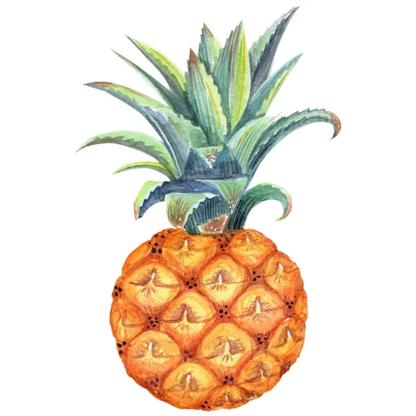 Malej Ananas Izolovaný Prvek Bílém Pozadí Stock Ilustrace Ručně Malované — Stock fotografie
