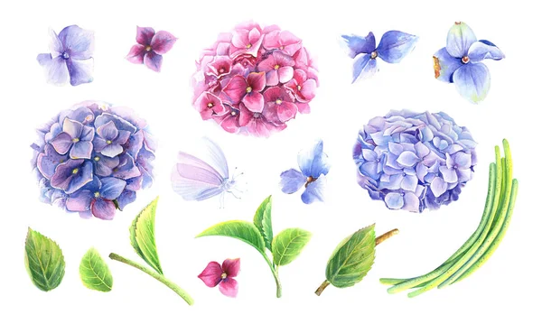 Набір Hydrangeas Clip Art Сині Рожеві Бузкові Квіти Метелик Зелене — стокове фото