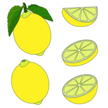 Vektör çizimi. Limon. Yapraklı limon, limon dilimleri. Yemek çizimi. Botanik illüstrasyon.