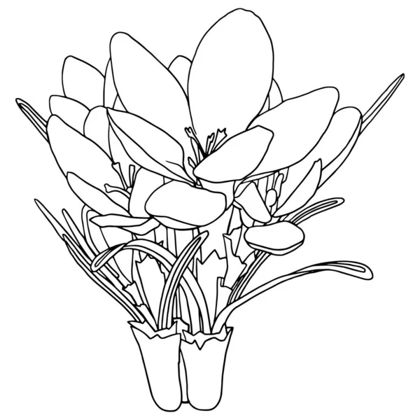 Vector Illustration Coloring Page Spring Flowers Bouquet Crocuses Coloring Book — Stock Photo, Image