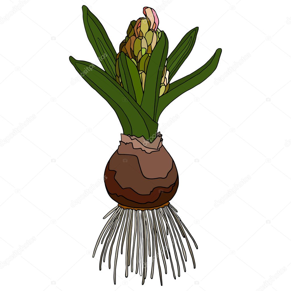Vector illustration. Spring flowers. Hyacinth sprout with bulb and roots. Realistic design. Botanical illustration. Stock illustration. Colorful spring print.