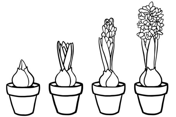 Vector Illustration Coloring Page Spring Flowers Hyacinth Pot Stages Hyacinth — Stock Photo, Image