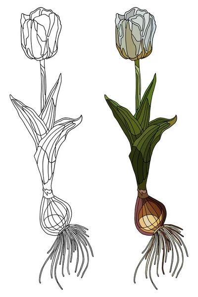 Vektor Illusztráció Színező Oldal Színes Opcióval Tavaszi Virágok Fehér Tulipán — Stock Fotó