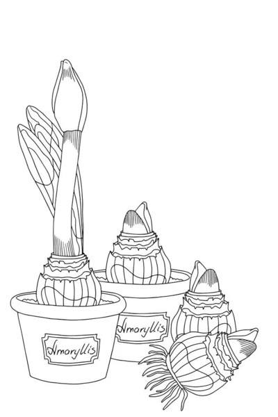 Desenho Mão Ilustração Página Para Colorir Bolbo Amaryllis Com Broto — Fotografia de Stock