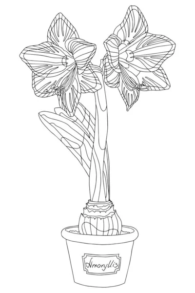 Amaryllis Black Outline Coloring Page Minimalistic Line Elegant Spring Illustration — Stock Photo, Image