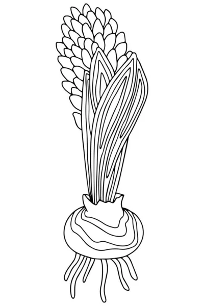 Hand Drawing Illustration Coloring Page Spring Flowers Hyacinth Coloring Book — Stock Photo, Image