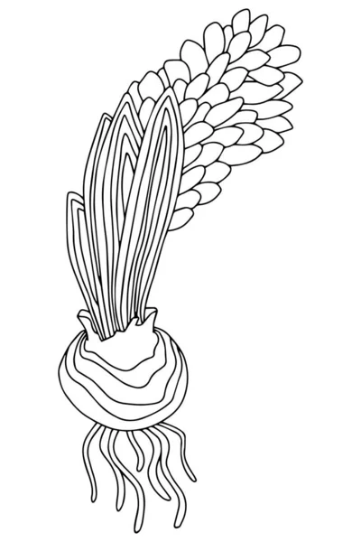 Hand Drawing Illustration Coloring Page Spring Flowers Hyacinth Coloring Book — Stock Photo, Image